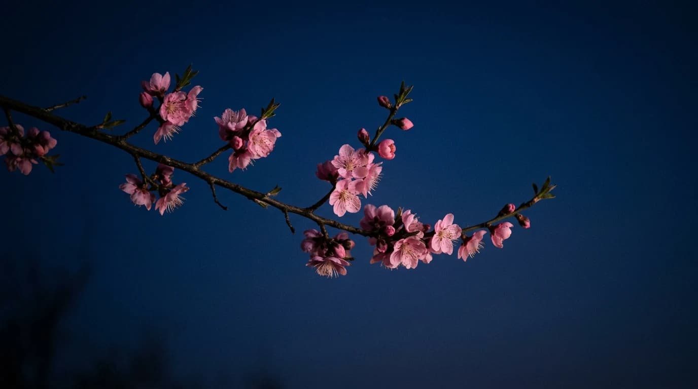 A single blossoming plum branch at golden hour, soft warm light, dark background.